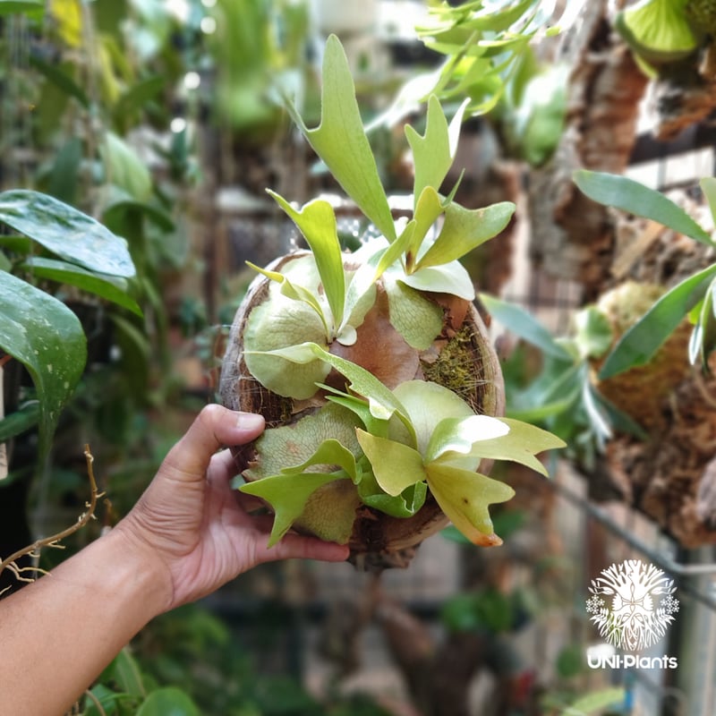 ビカクシダ ビフルカツム Platycerium bifurcatum コウモリラン