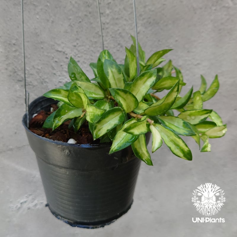 Hoya Lacunosa Bruno ホヤ ラクノーサ ブルーノ 斑入り ホヤ植物 ホヤ