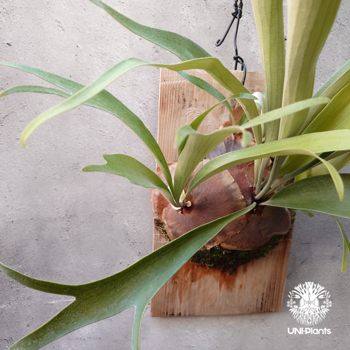 ビカクシダ AR x yellow moon pup 交配特選株の子株 【公式通販】