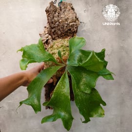 ビカクシダ ヒリー 3品種販売 | UNI-Plants ビカクシダ、ホヤ植物、着