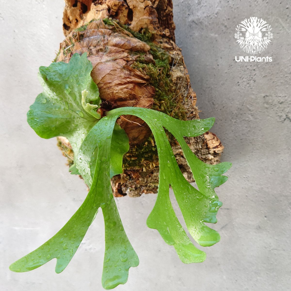 ビカクシダ ridleyi リドレイ 2025.7/6〜】板付ビカクシダ P. Ridleyi dwarf silver Z-H