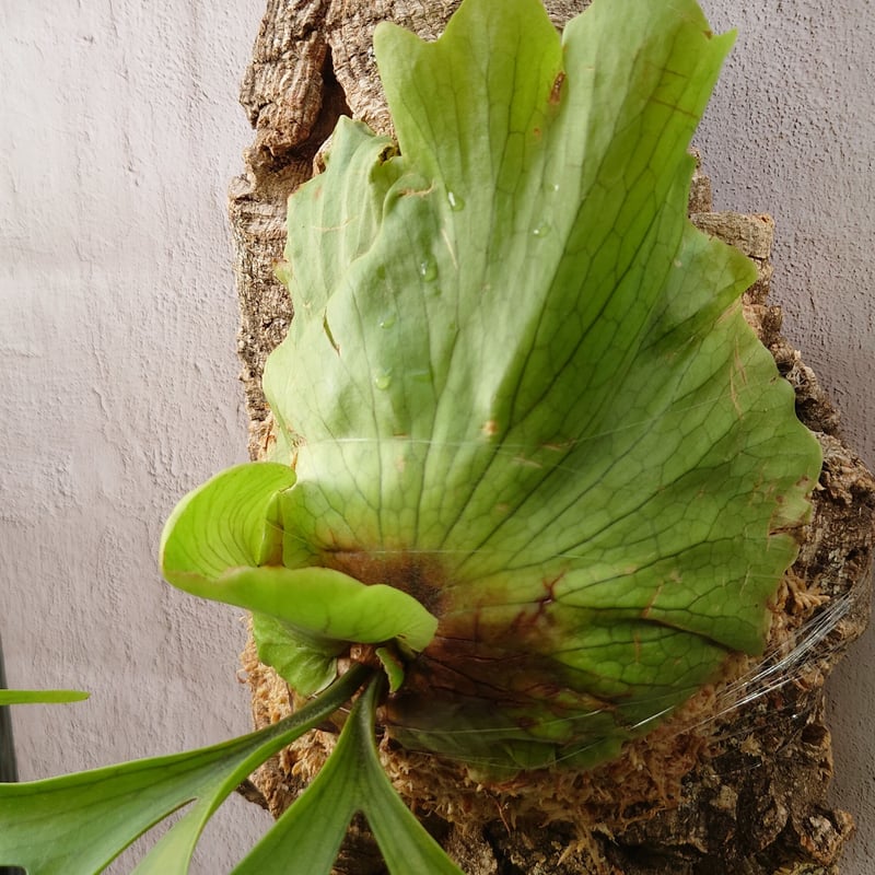希少価値 ビカクシダ コロナリウム Platycerium coronarium