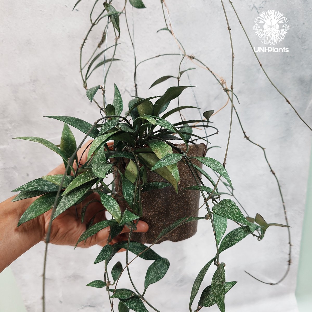 タイ直輸入・希少】Hoya parviflora splash ｜ホヤ ｜珍品・着生植物