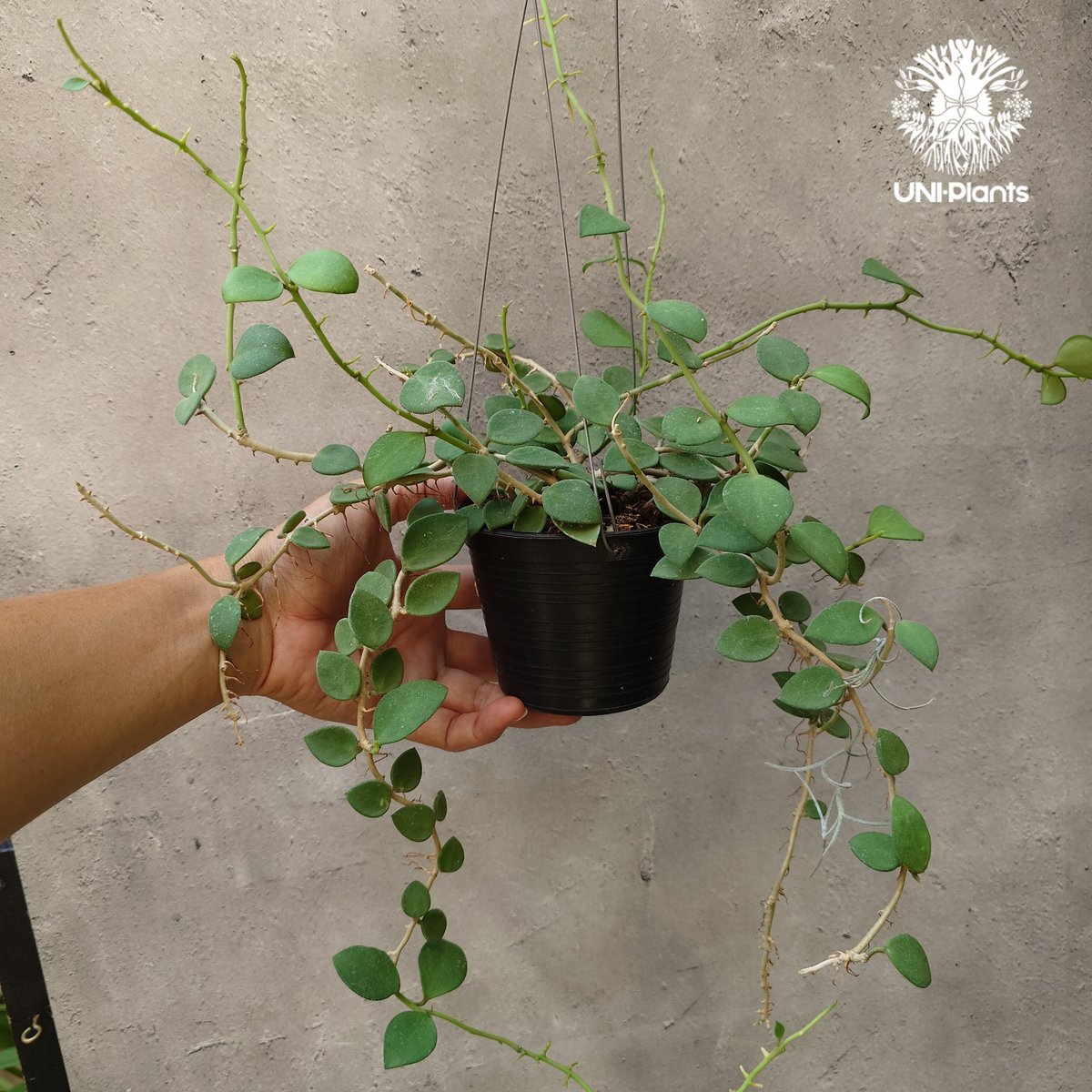 Hoya nummularioides yellow corona ホヤ ヌンムラリオイデス