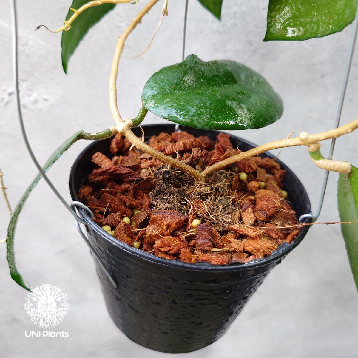 Hoya Caudata ホヤ カウダータ ホヤ植物 珍奇 珍しい 希少 レア