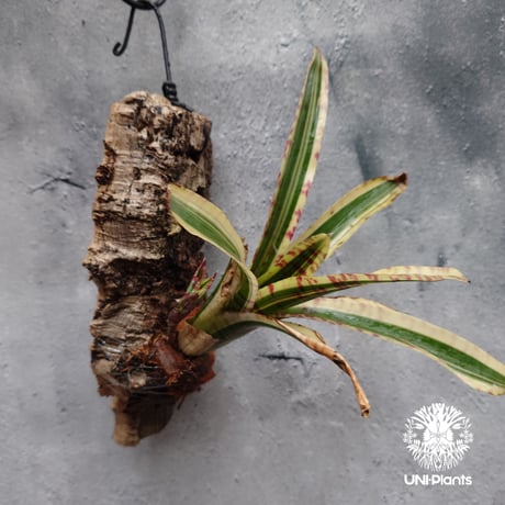 CATEGORY タンクブロメリア | UNI-Plants ビカクシダ、ホヤ植物