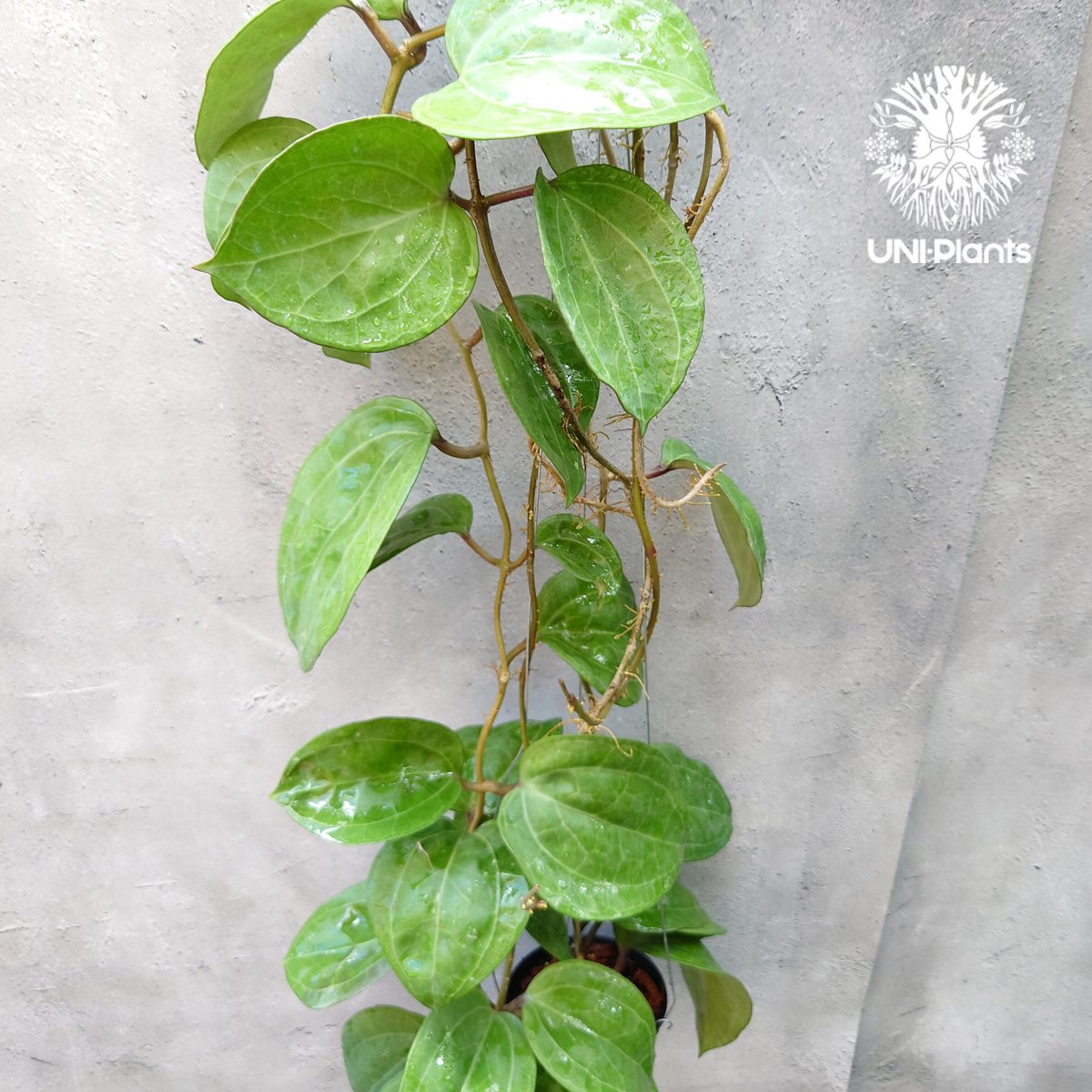 Hoya Sarawak pink ホヤ サラワック ピンク ホヤ植物 Hoya plants