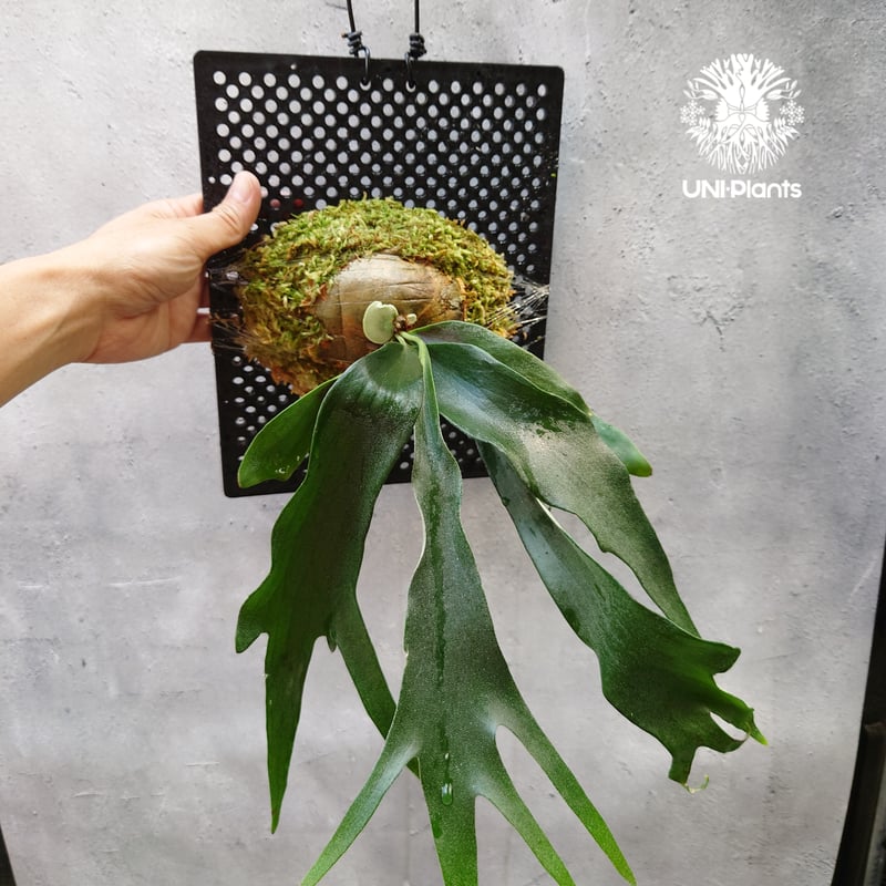 P. willinckii OMG spore ビカクシダウィリンキー② 【公式通販】