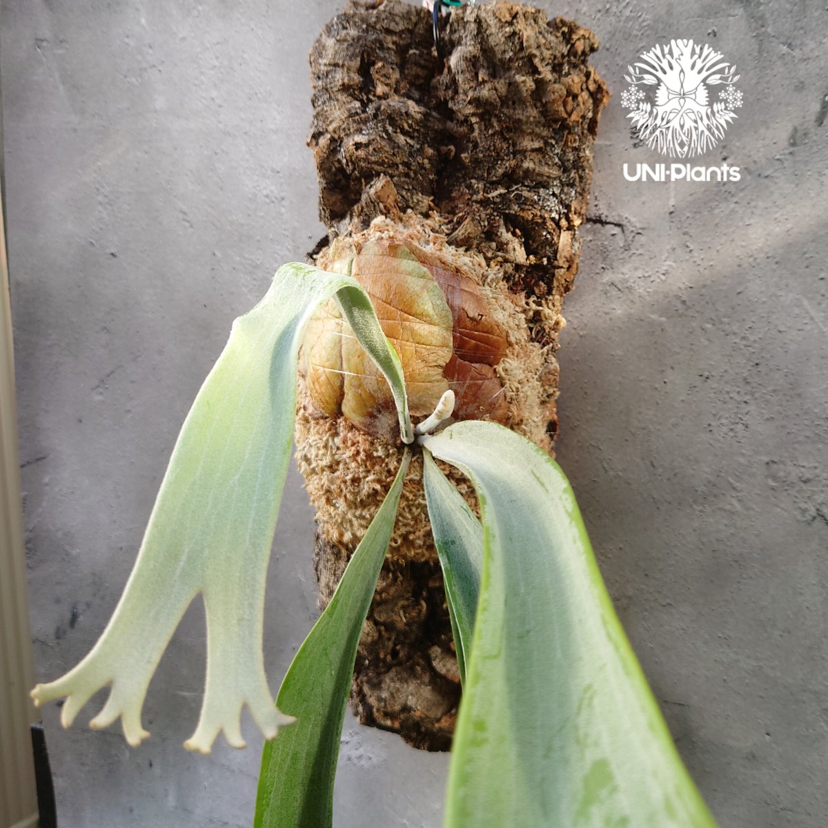 ビカクシダ 人気のピユーチヤン 希少な株分け品 【公式通販】