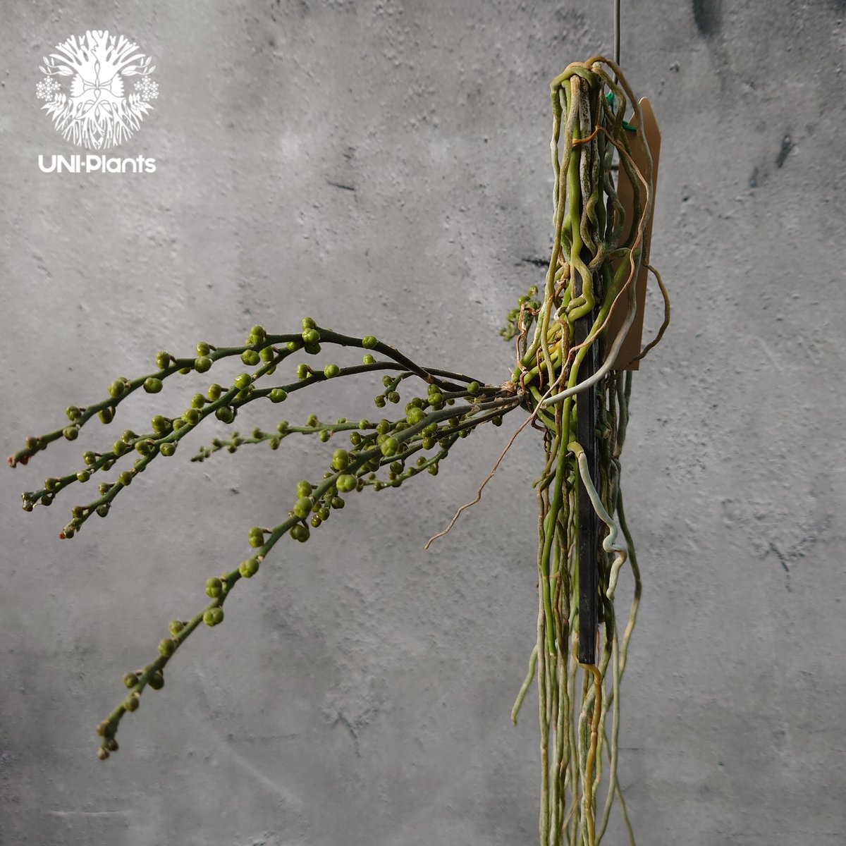 chiloschista parishii var sakura コルク原種 chiloschista parishii var sakura コルク原種 chiloschista parishii