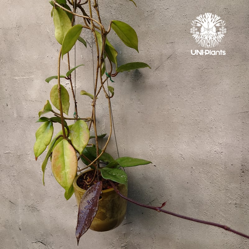 ホヤ　ロイヤルハワイアンパープル ホヤ プビカリクス ロイヤル ハワイアン パープル 花座付き ホヤ植物