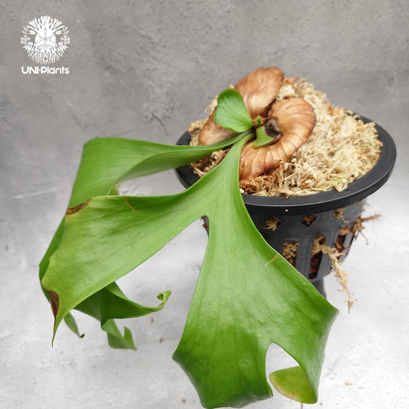 Platycerium coronarium ' Lesasha ' ビカクシダ コロナリウム