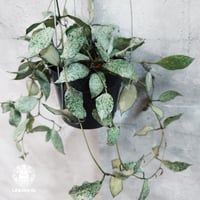 ホヤ　ミンドレンシス ホヤ ミンドレンシス 4品種販売開始 | UNI-Plants ビカクシダ、ホヤ