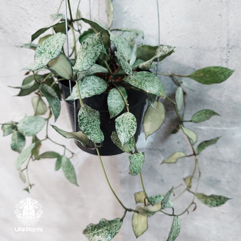 タイ直輸入・現地選抜の希少株】Hoya lacunosa moon shine | ホヤ ラ