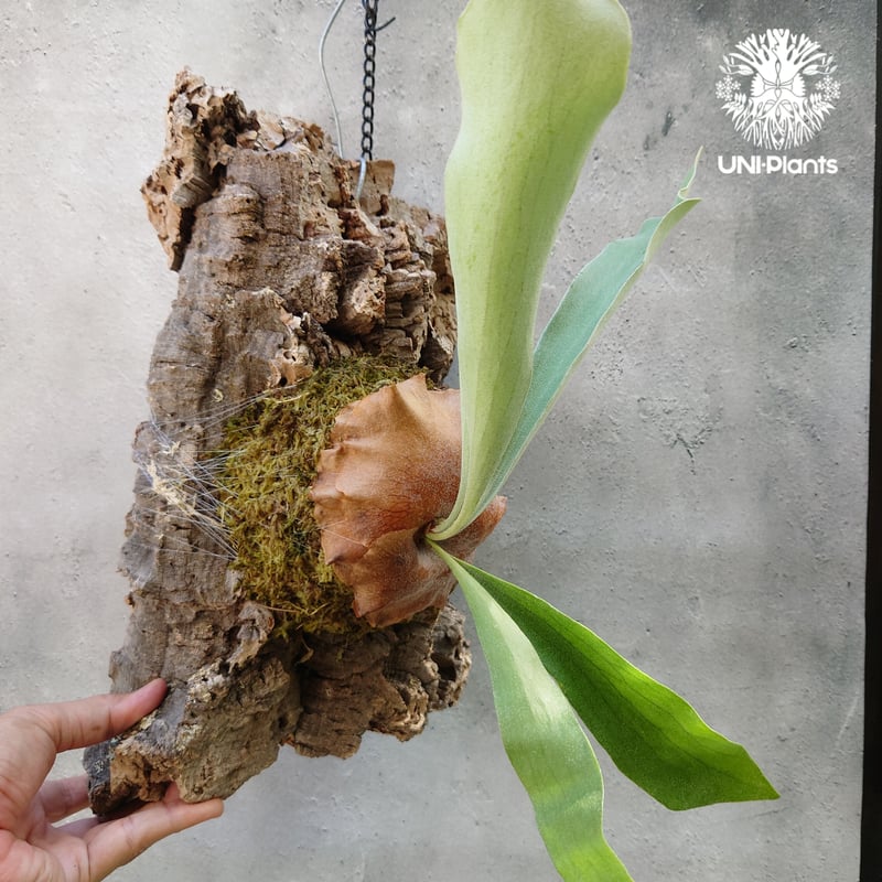 ビカクシダ ビフルカツム Platycerium bifurcatum コウモリラン
