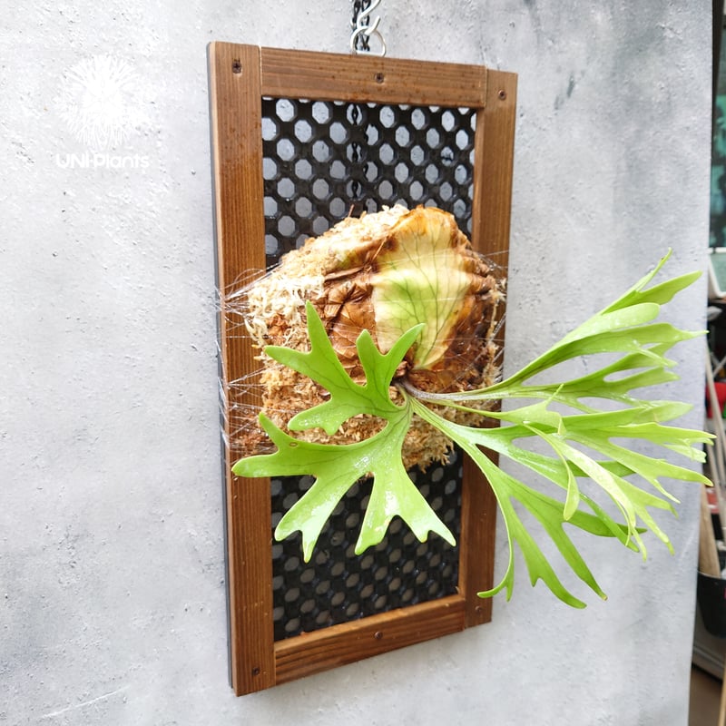 初入荷! ビカクシダ キッチャクード シンリーフ Platycerium mt