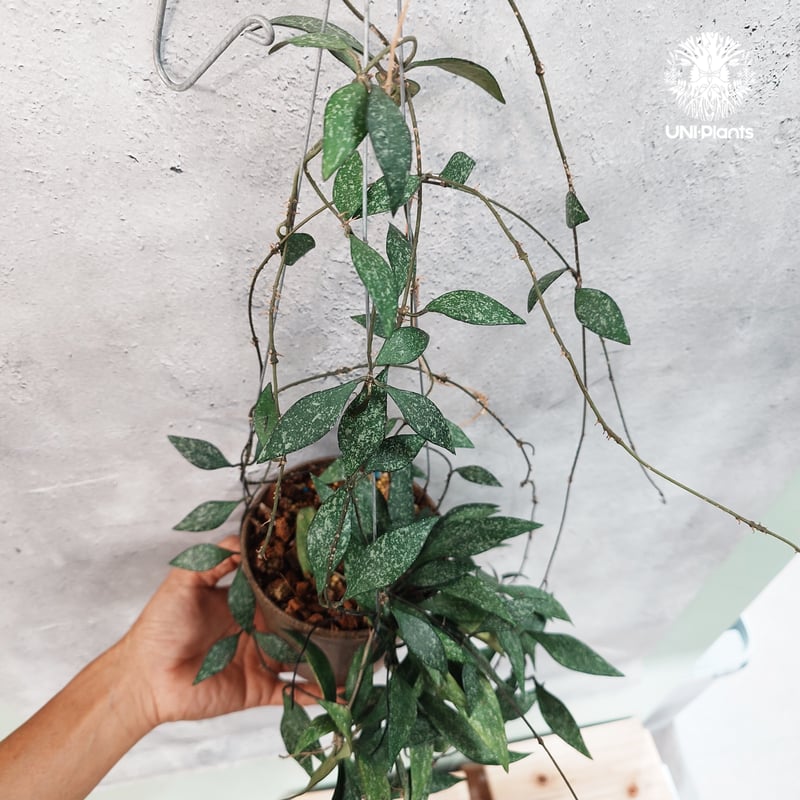 タイ直輸入・希少】Hoya parviflora splash ｜ホヤ ｜珍品・着生植物