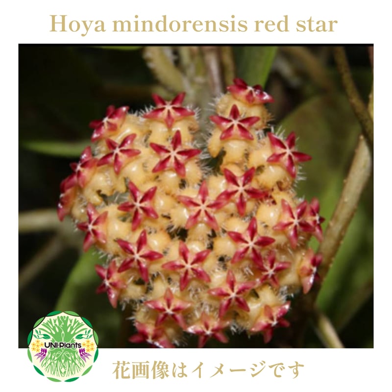 ホヤ　ミンドレンシス 希少! Hoya mindorensis red star ホヤ ミンドレンシス レッドスター