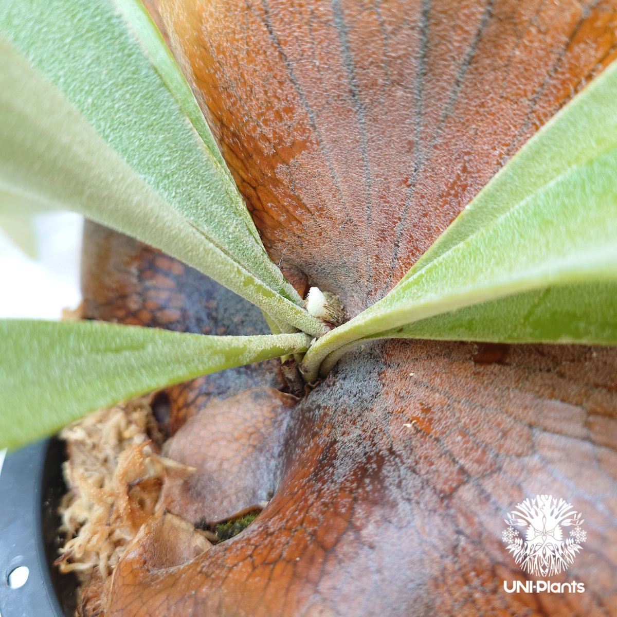 Platycerium Banna #A (pup) ビカクシダ バンナ #A (子株) ビカ Platycerium Banna #A (pup) ビカクシダ バンナ #A (子株) ビカ