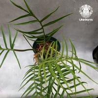 Philodendron tortum フィロデンドロン トータム フィロデンドロン Philodendron アロイド