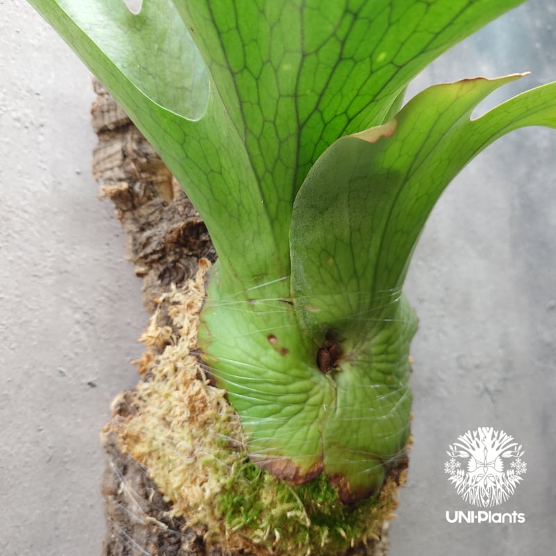 ビカクシダ ホルタミー Platycerium holttumii ビカクシダ原種 Plat