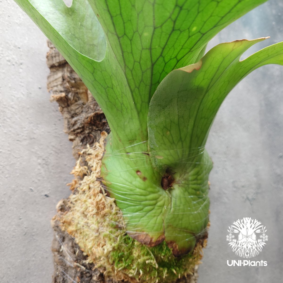 ビカクシダ ホルタミー Platycerium holttumii ビカクシダ原種 Plat