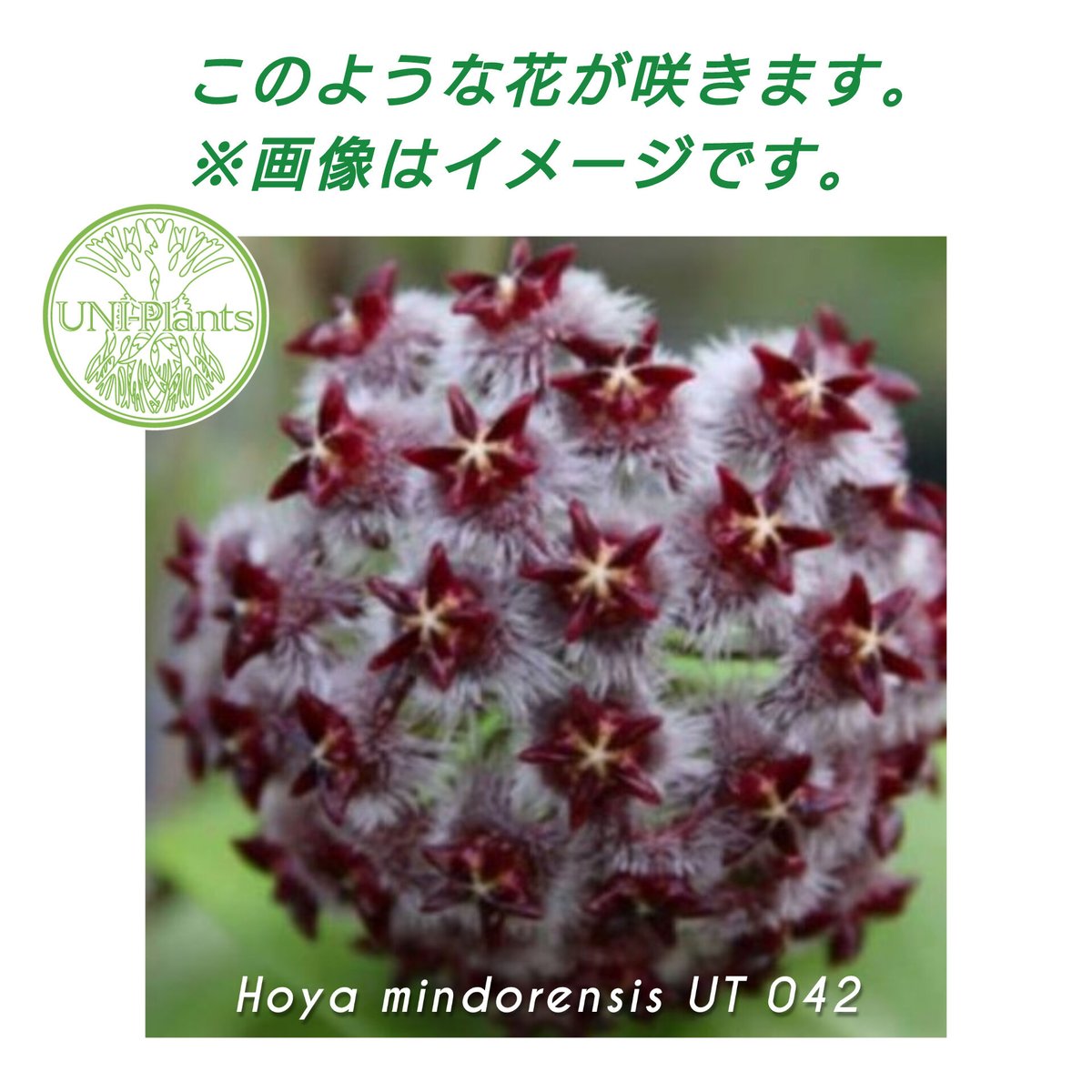 0451 ＊ ホヤ ＊ Hoya ＊ ミンドレンシス ＊ ライラック 希少! Hoya mindorensis pink ホヤ ミンドレンシス ピンク Hoya M