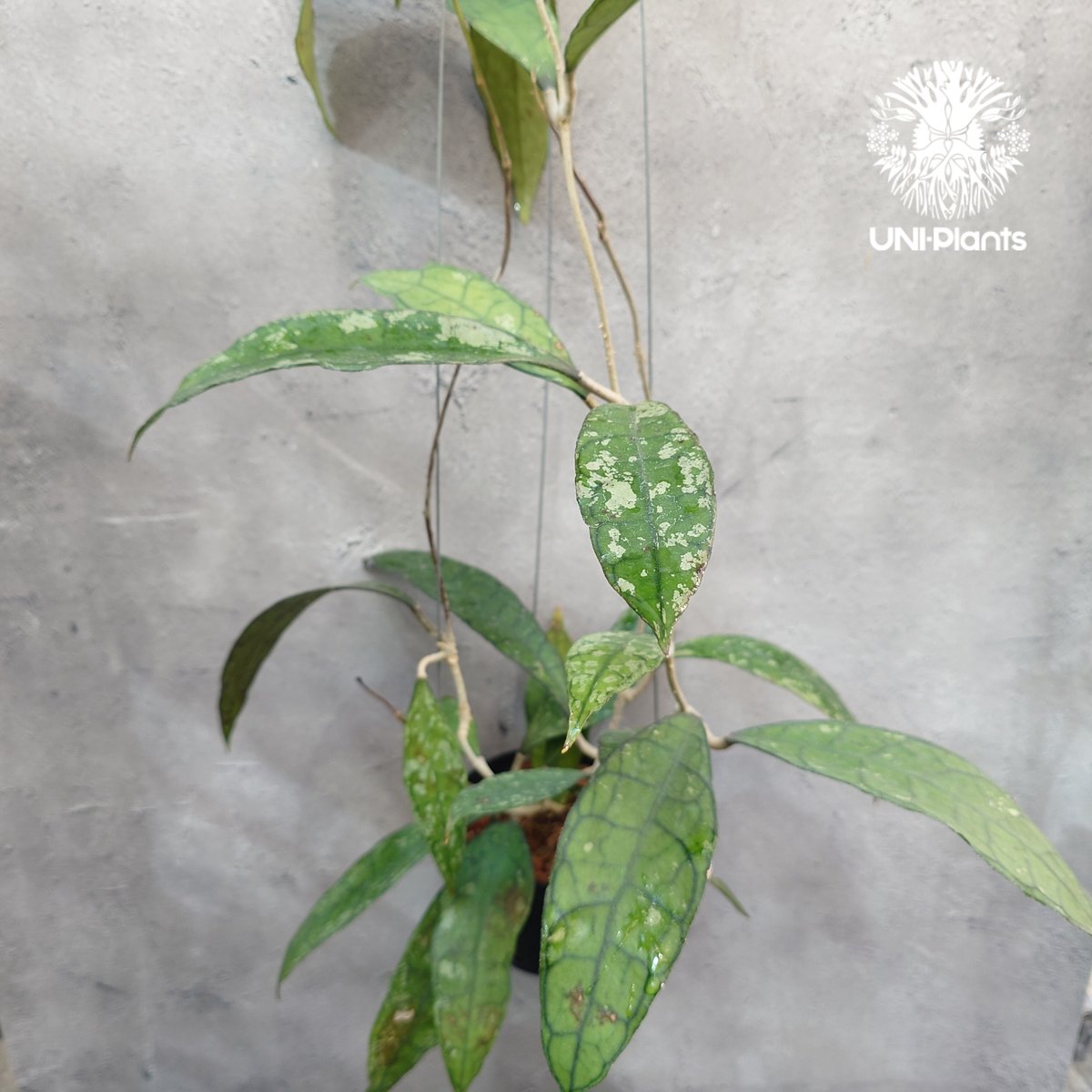 週末セール　極めて希少種 レア ホヤ　リマ　Hoya lima splash② セール 極めて希少種 レア ホヤ リマ Hoya lima splash 週末セール