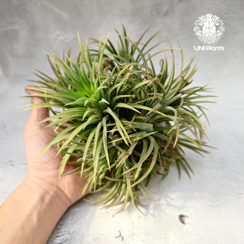 Tillandsia Ionantha (M) チランジア・イオナンタ Tillandsia