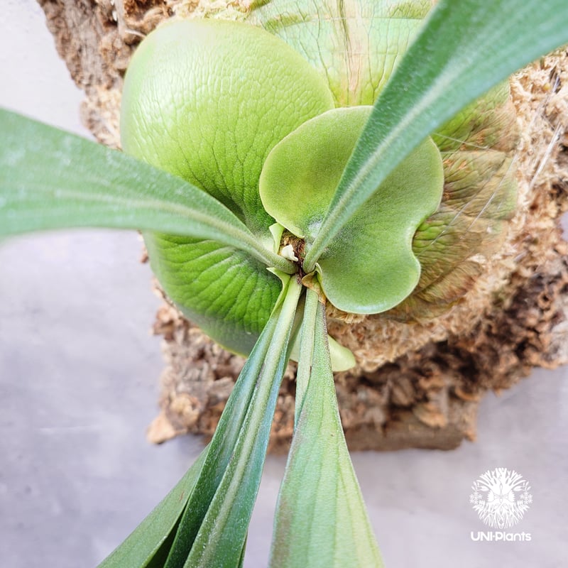 Platycerium 'Mentelosii' ビカクシダ 大株 Platycerium 'Mentelosii