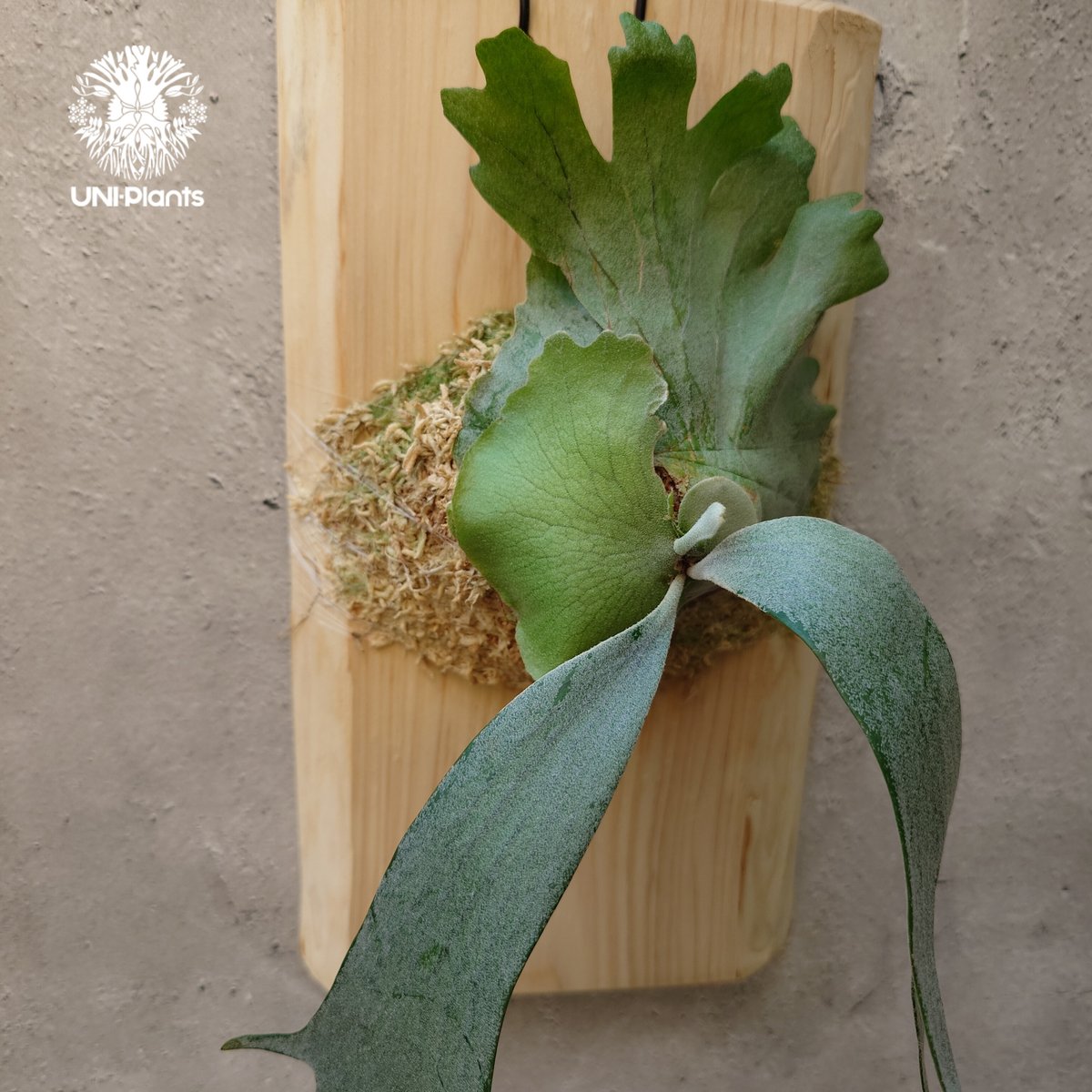 ビカクシダ P.Willinckii Java Wild P.Willinckii Java Wild 【artPLANTs】 ビカクシダ/Platycerium