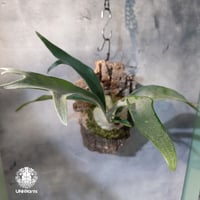 【国内繁殖株・一点物】Platycerium Blue vista ｜ビカクシダ ブルービスタ | ビカクシダ着生コルク｜Platycerium