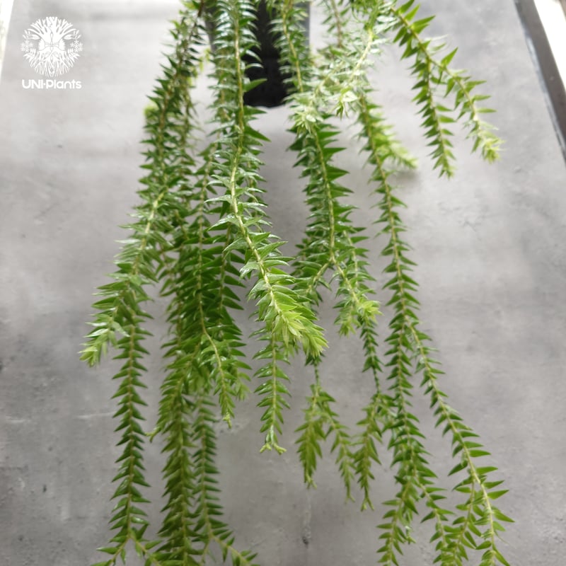 Huperzia spp. フペルジア Phlegmariurus (フレグマリウルス)