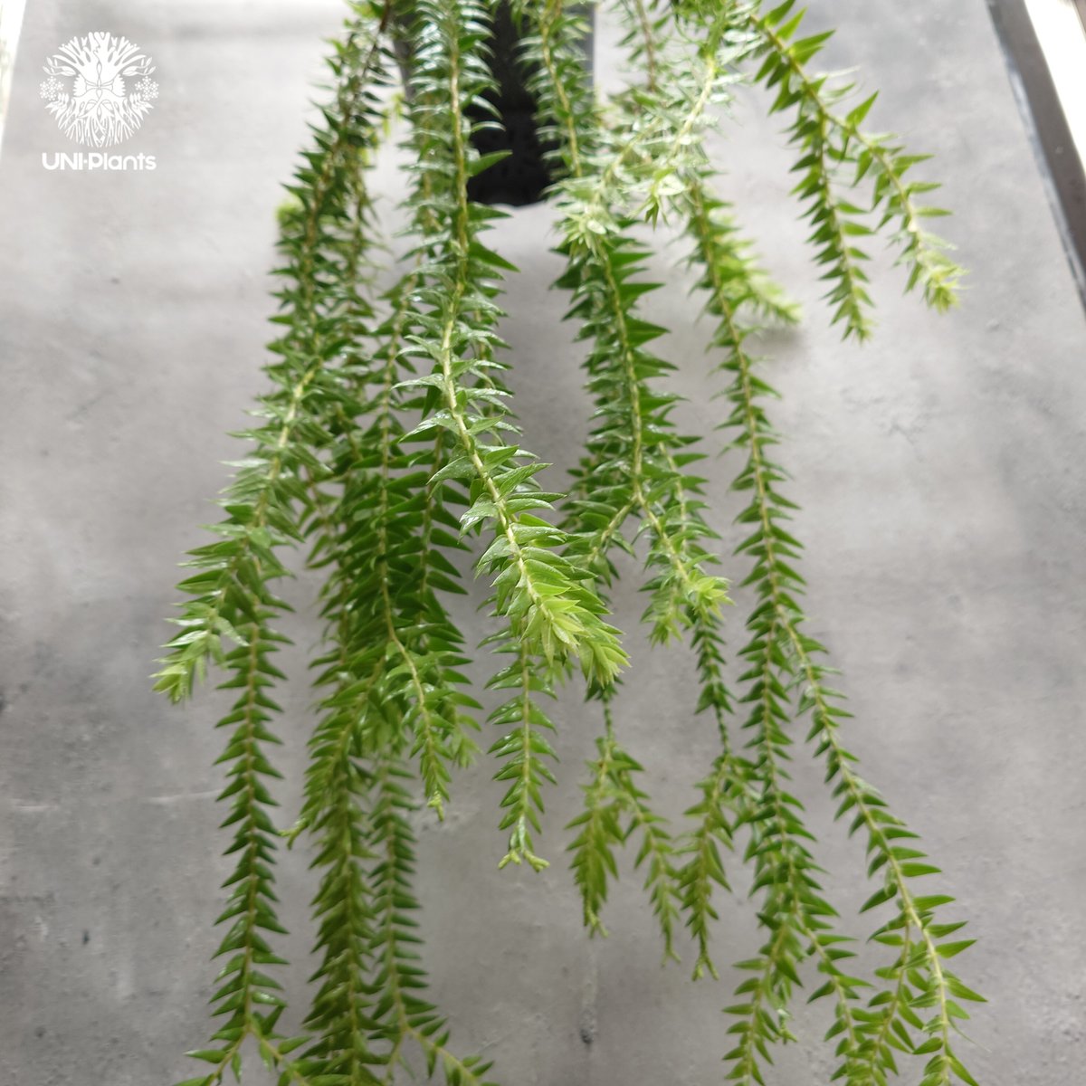 Huperzia spp. フペルジア Phlegmariurus (フレグマリウルス)