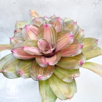 Neoregelia Jampa ネオレゲリアジャンパ  Neoregelia ブロメリア科 ネオレゲリア属 ネオレゲリア 着生植物