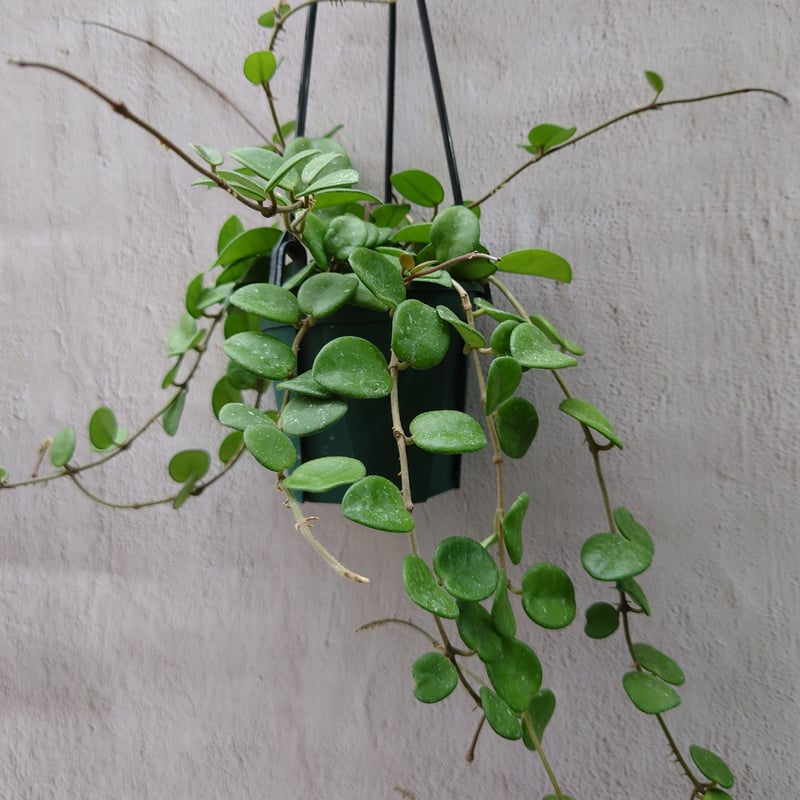 7 ホヤ マチルダ 中斑入り 桜蘭 レア品種 サンプル】ホヤ マチルダ