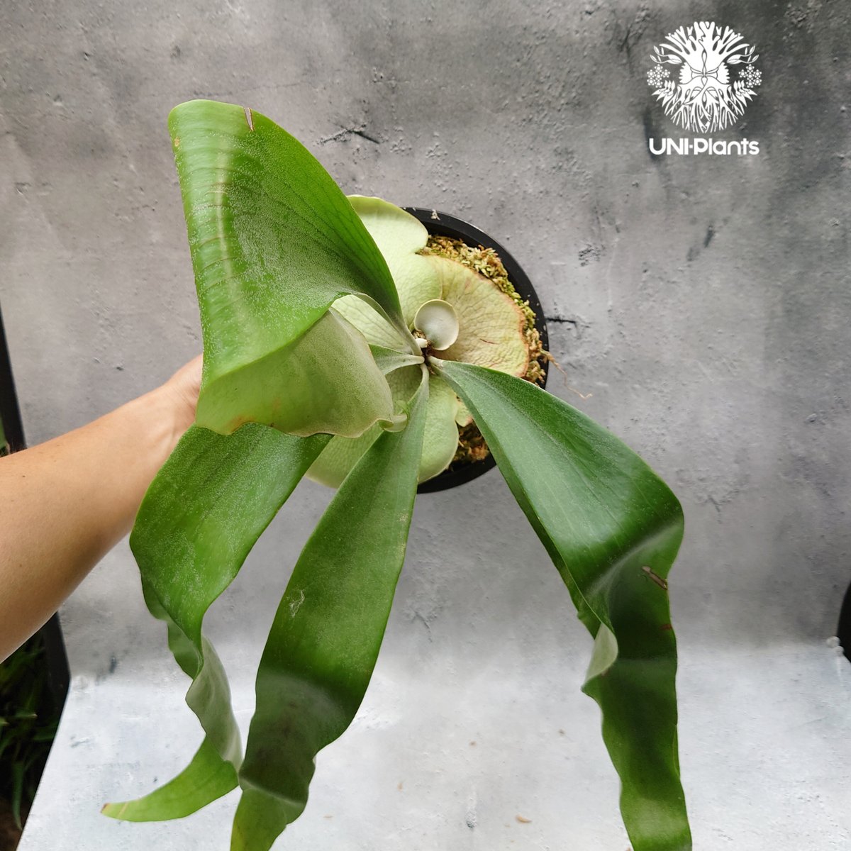 Platycerium Hanabi ビカクシダ コウモリラン platycerium sta Platycerium Hanabi ビカクシダ コウモリラン platycerium sta