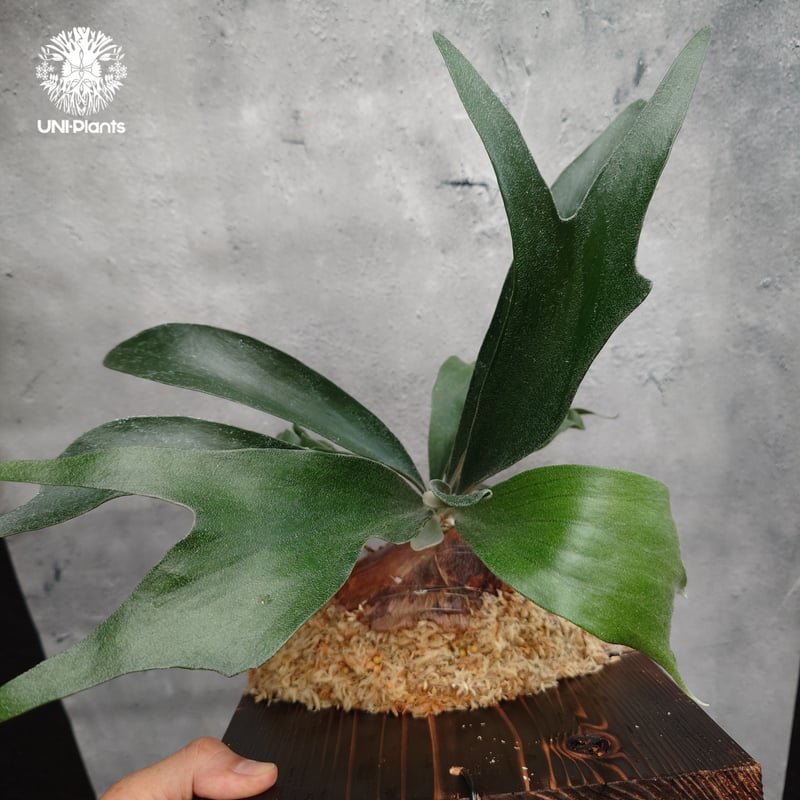 Platycerium sp.(spore) ビカクシダ 品種不明 ビカクシダ子株 シダ植物