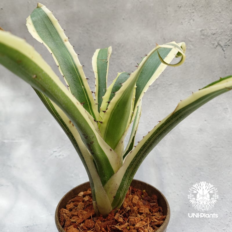 Hohenbergia Karla ホヘンベルギア カーラ パイナップル科