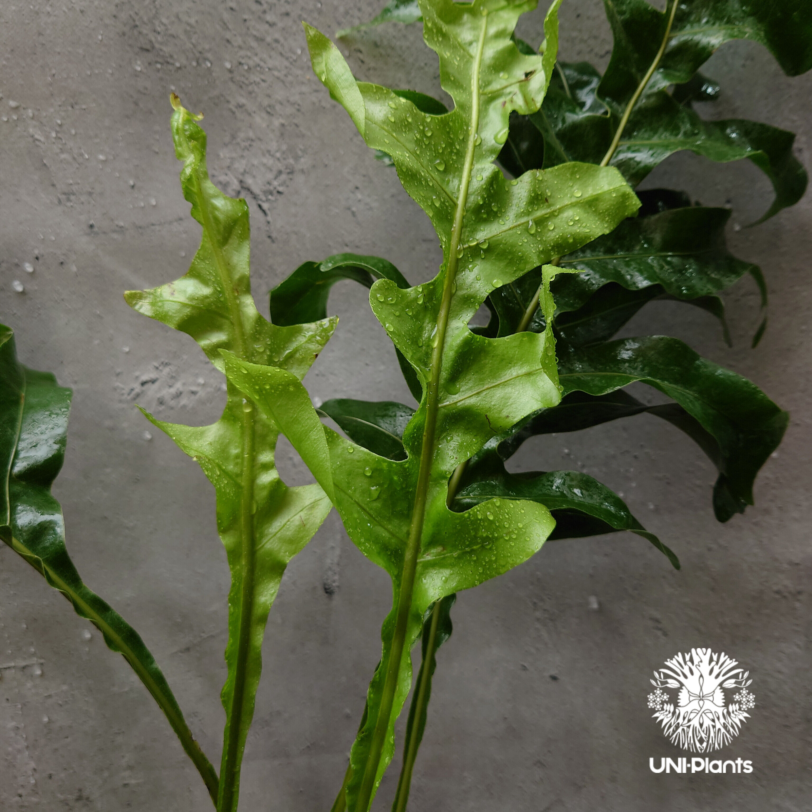 初入荷! Drynaria bonii wild ドリナリア·ボニー タイ産山採り株 観葉
