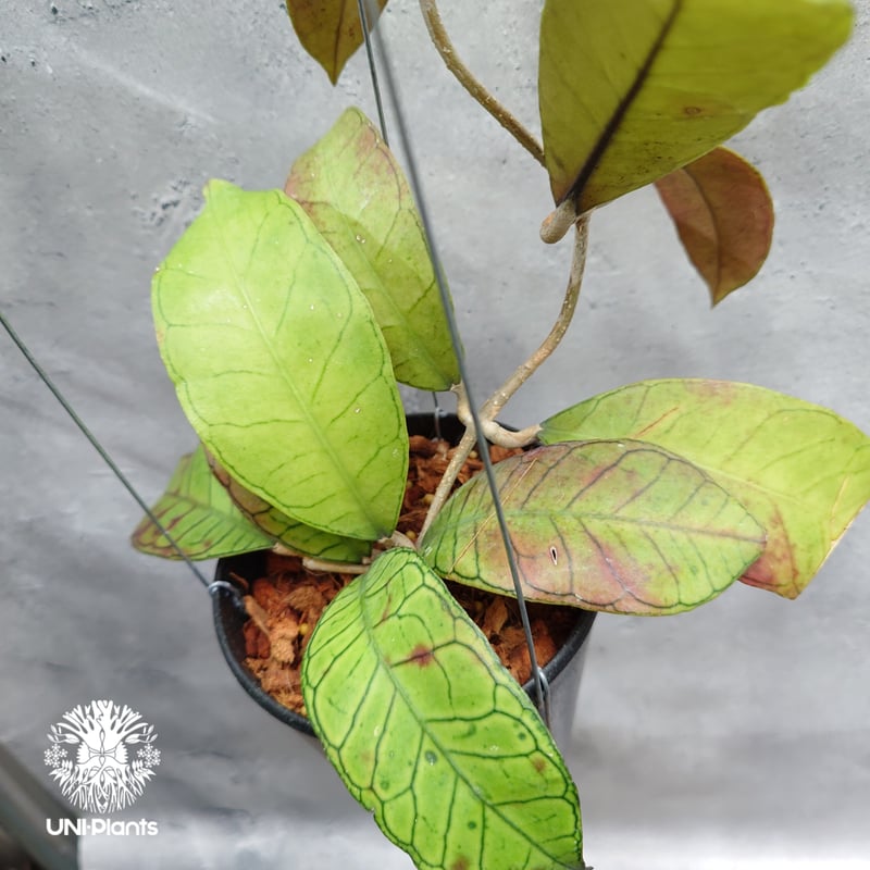 Hoya Gunung gading ホヤ グヌンガディング ホヤ植物 ホヤの花 Hoya p