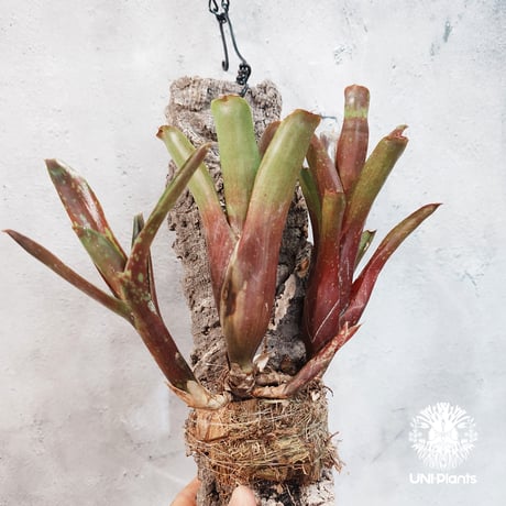 【タイ直輸入・一点物】Neoregelia  'Ruby Throat' | ネオレゲリア ルビースロート |Neoregelia｜着生アレンジ｜タンクブロメリア | Tank bromeliad
