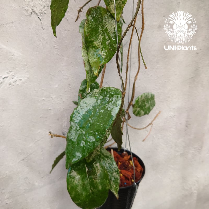 Hoya caudata gold ホヤ カウダータ ゴールド ホヤ植物 珍奇 珍しい