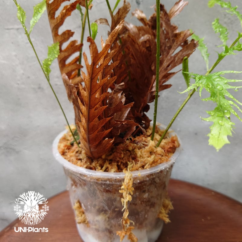 s*0様 Drynaria rigidula `whitei‘ 株分 再入荷! Drynaria rigidula `whitei ドリナリア·リギデュラ