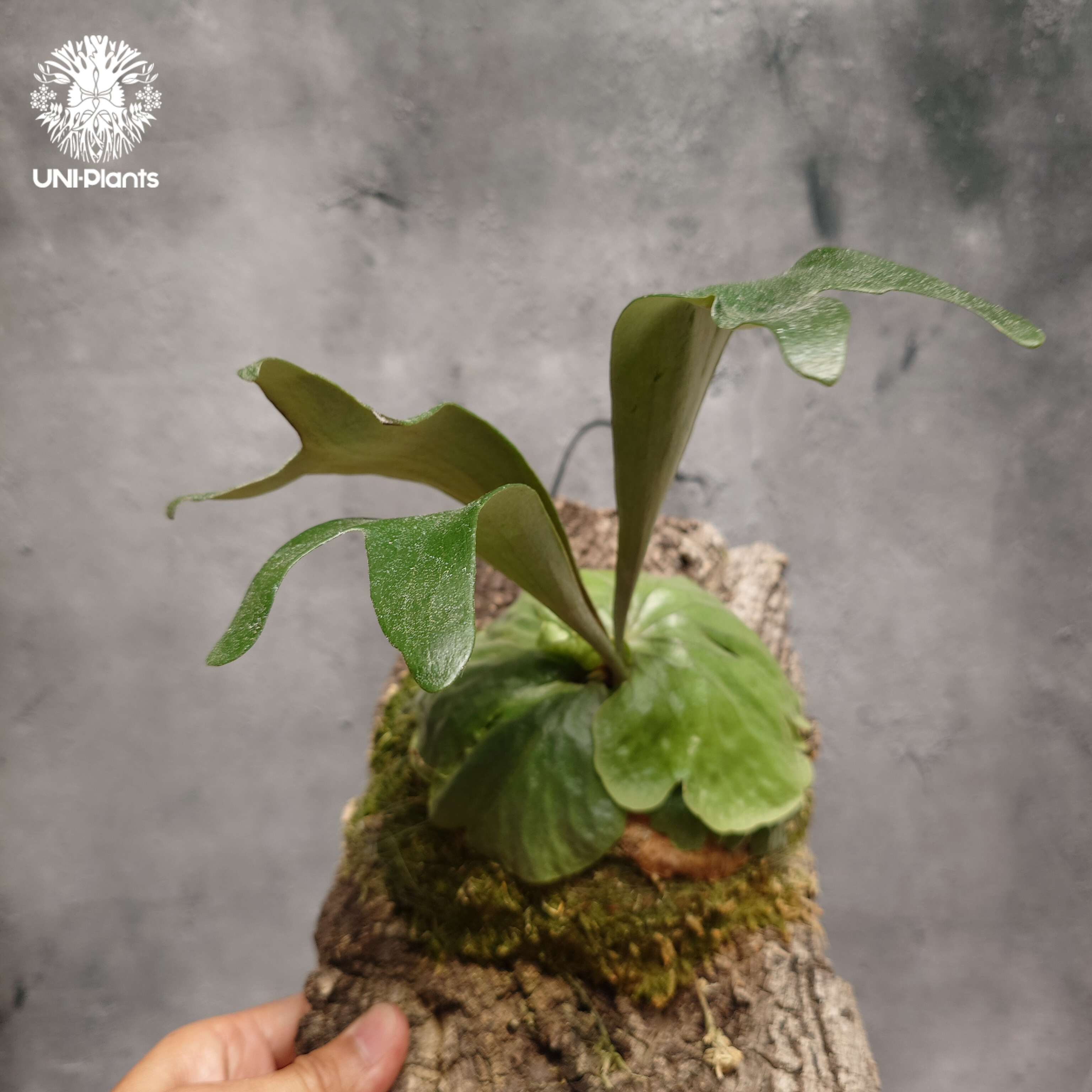 ビカクシダダウボーイ Platycerium Dawboy ビカクシダ ダウボーイ ビカクシダ交配種 シダ植物