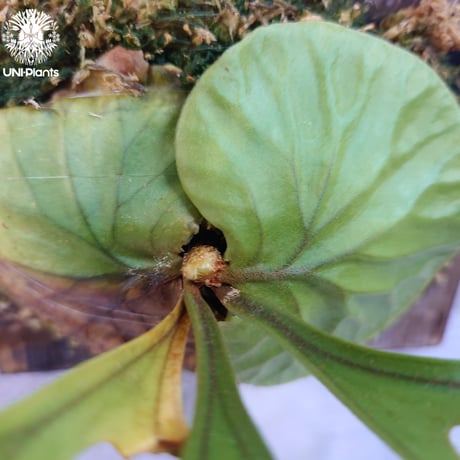 【国内繁殖株・一点物】Platycerium ridleyi | ビカクシダ リドレイ｜ビカクシダ原種｜Platycerium