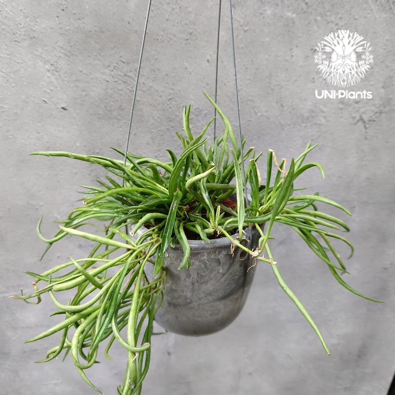 Hoya Acuculalis ホヤ アシキュラリス 希少 ホヤ植物 希少 ホヤの花