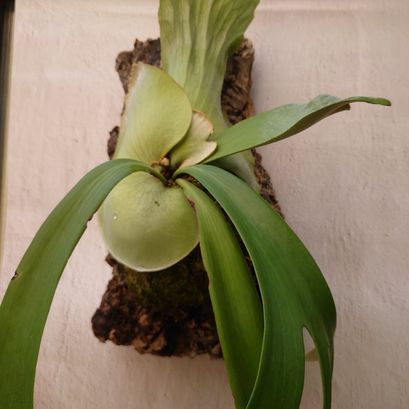 ビカクシダ ウィリンキーcv.インドネシア Platycerium