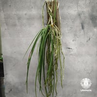 【タイ直輸入】着生ラン セイデンファデニア ミトラタ アルバ ｜珍品・希少ラン・蘭の花｜Seidenfadenia mitrata alba