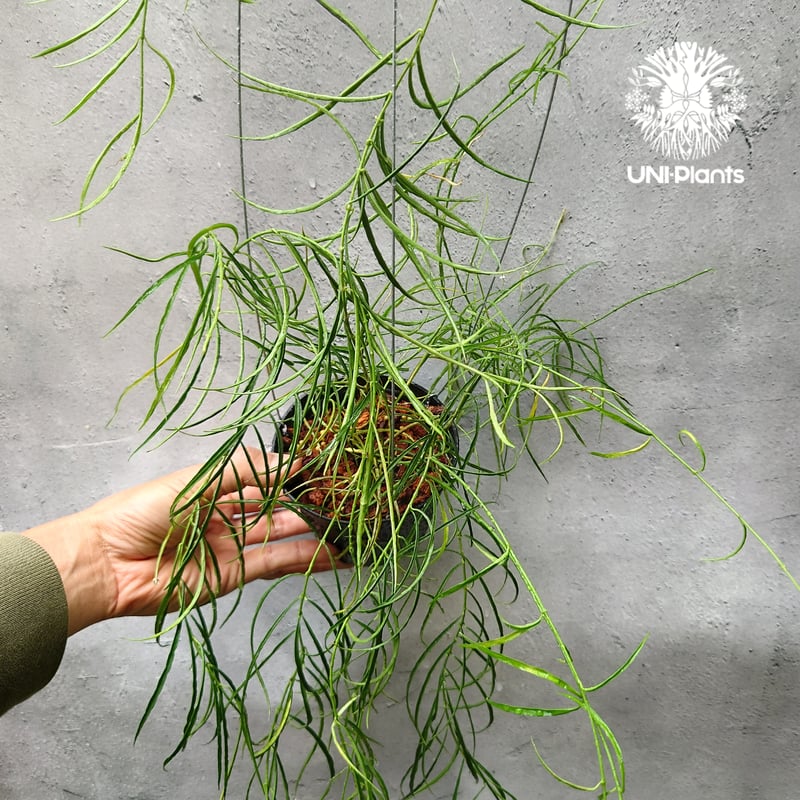 Hoya stenophylla ホヤ ステノフィラ 希少 ホヤ植物 ホヤの花 珍しい